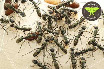 Diacamma sp. “light blue”