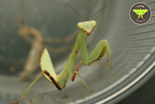 Hierodula transcaucasica
