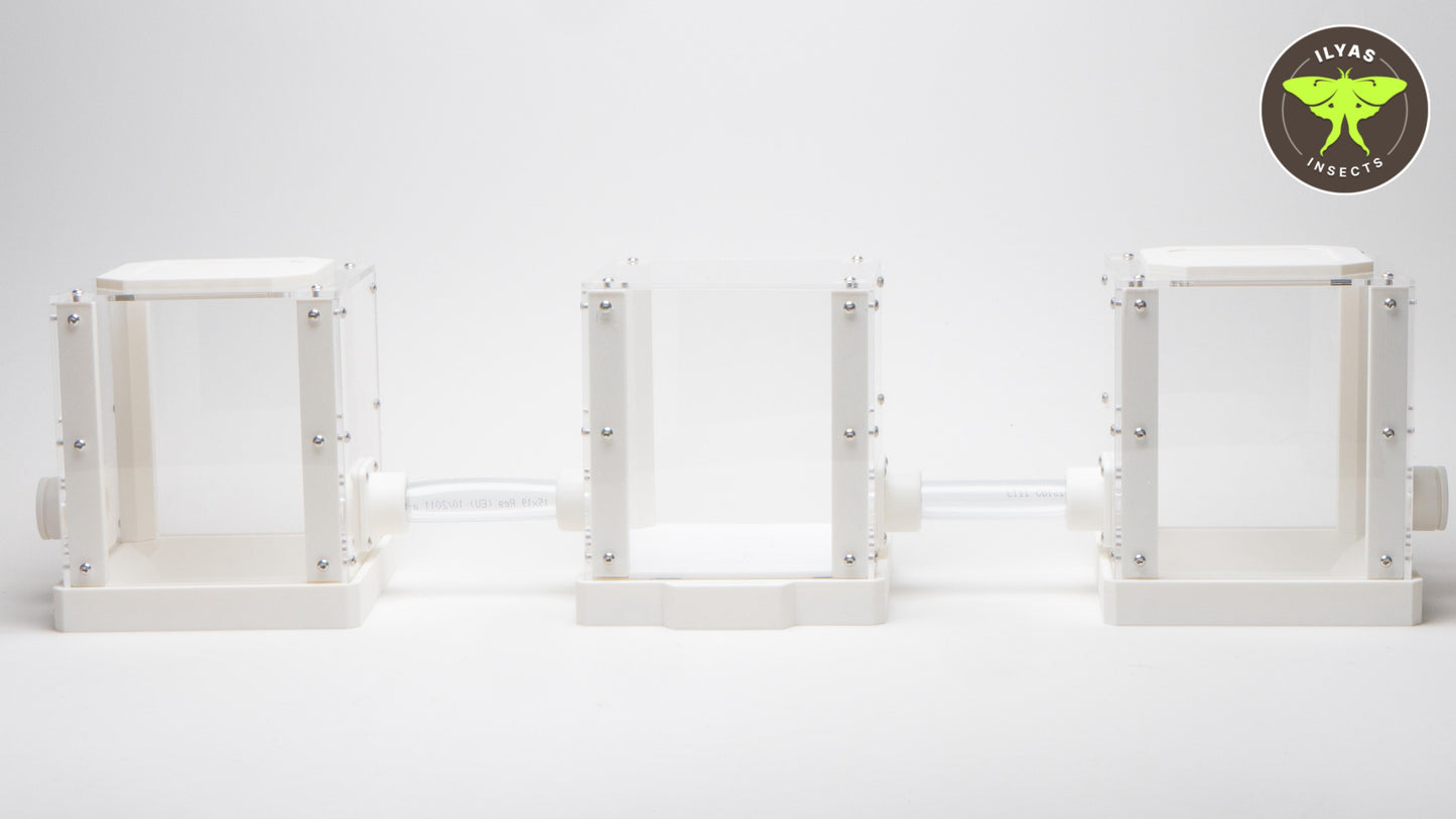 Leafcutter ant advanced setup