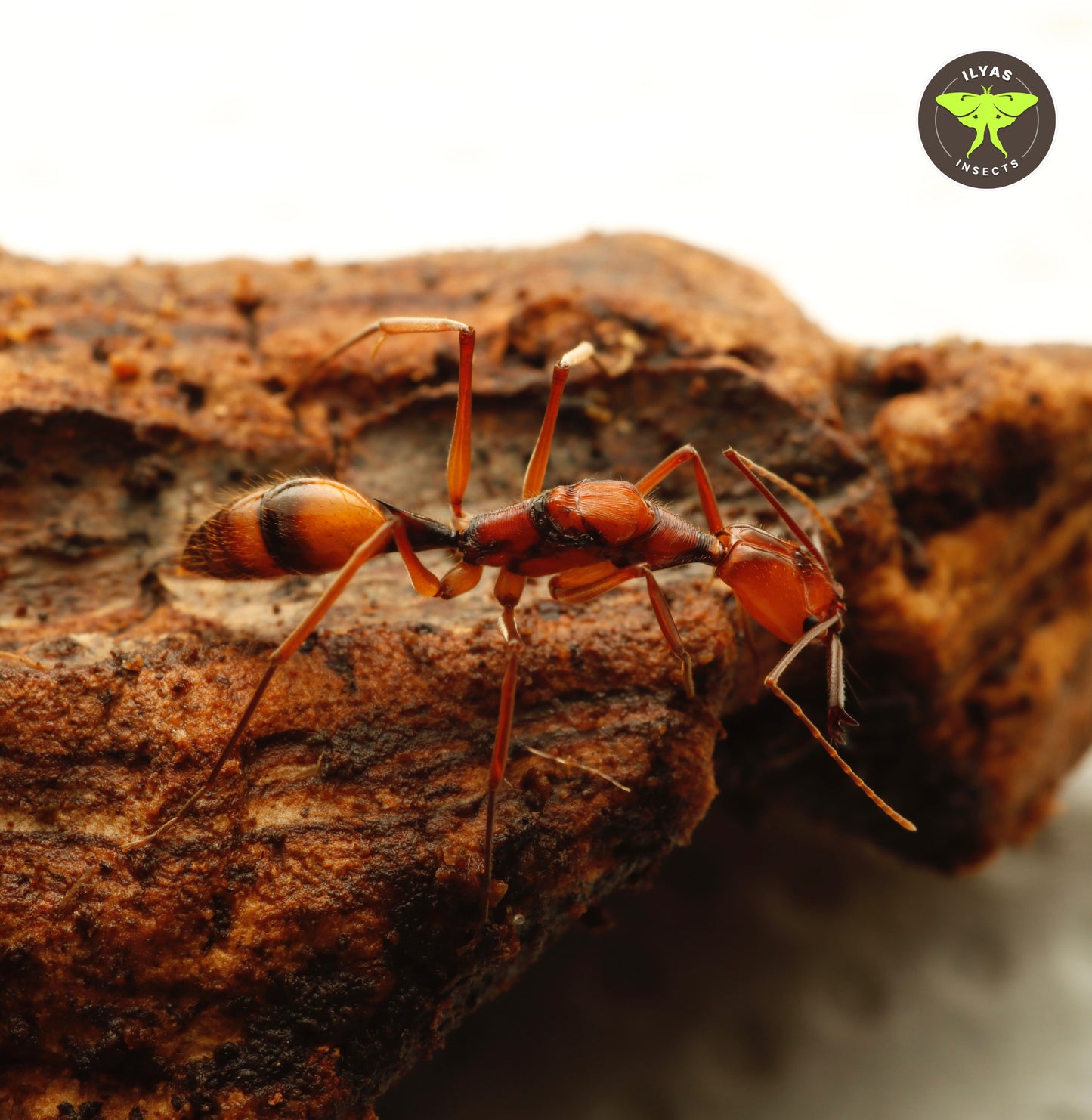 Odontomachus hastatus