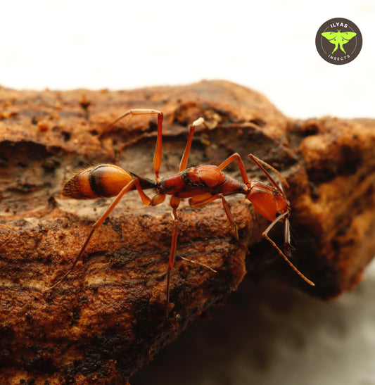 Odontomachus hastatus