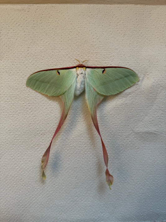 A1 Actias dubernardi female