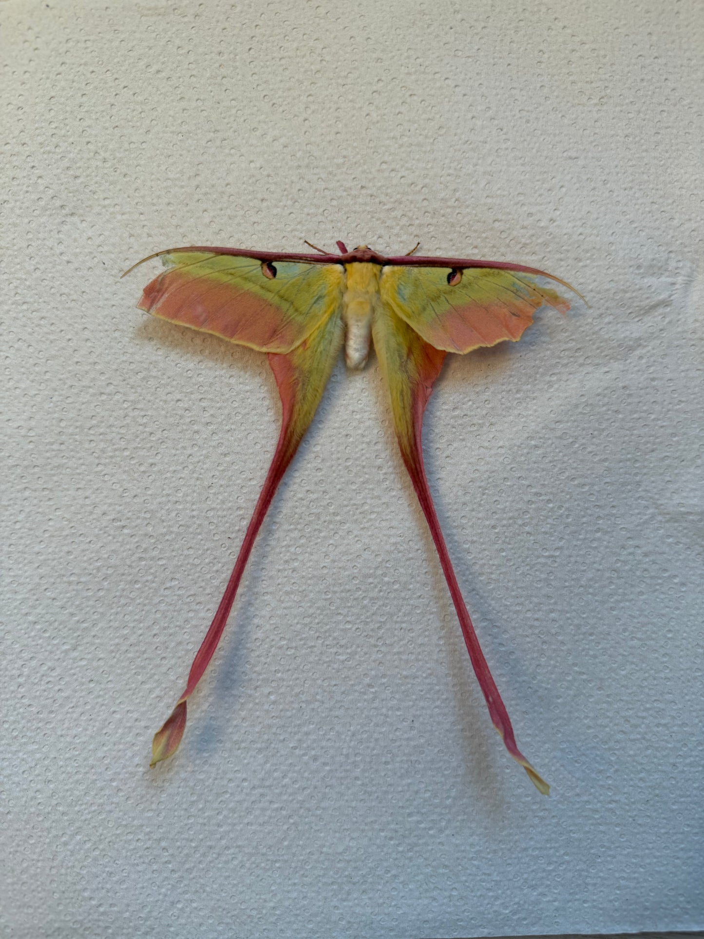 Naturally died Actias dubernardi male