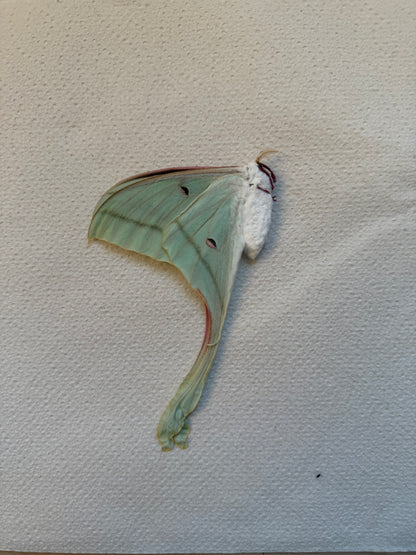 Actias rhodopneuma | pink spirit moth