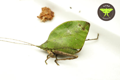 Typophyllum sp