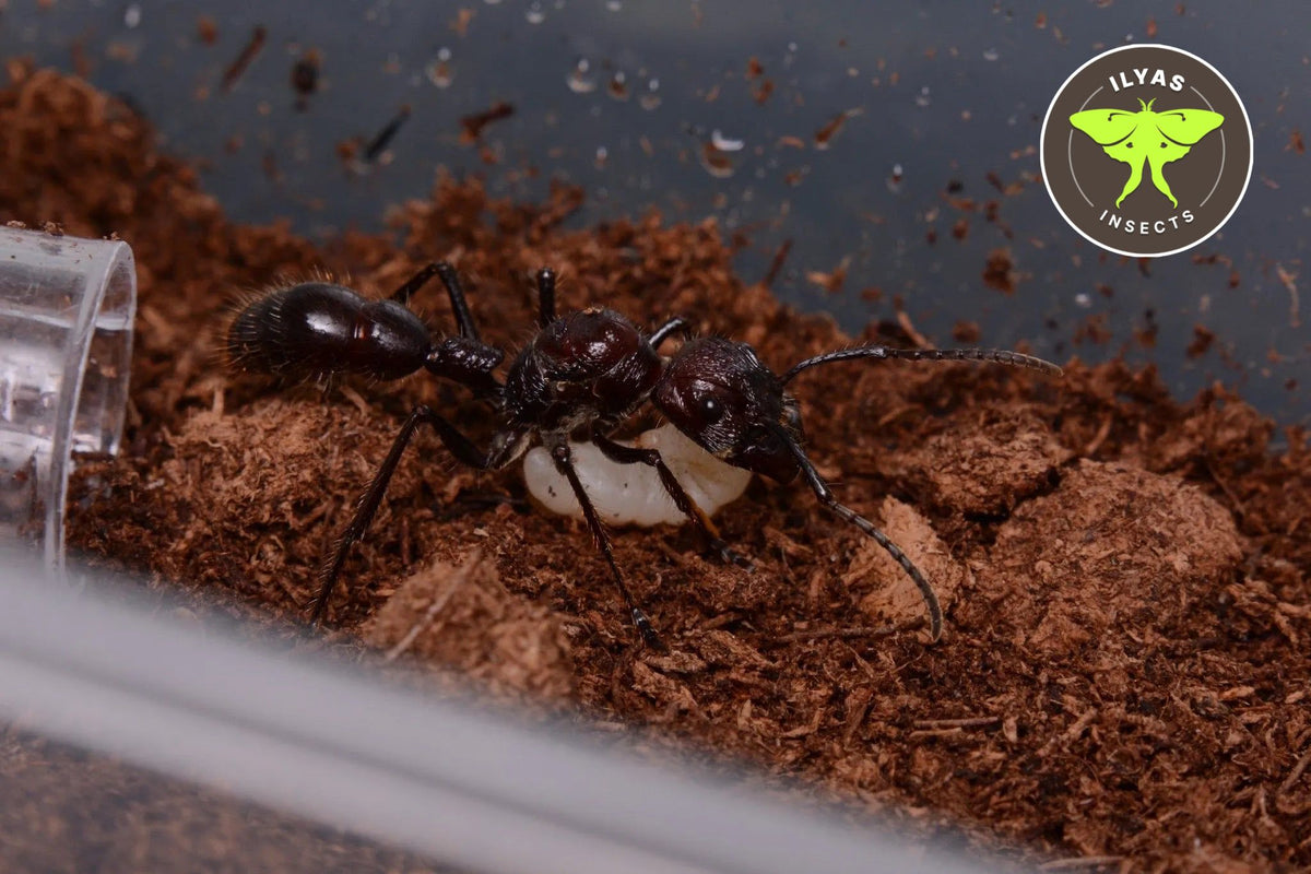 Bullet Insect Paraponera clavata (Bullet ant) – Ilyas Insects