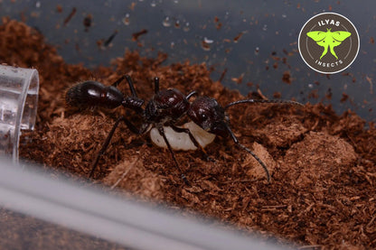Paraponera clavata (Bullet ant)