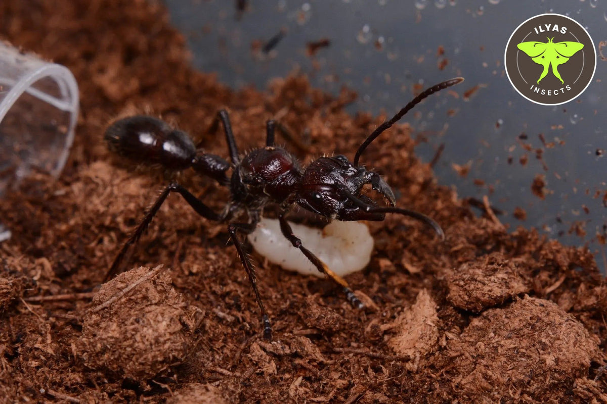 Bullet Insect Paraponera clavata (Bullet ant) – Ilyas Insects