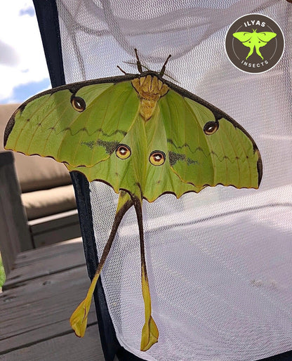 Argema mimosae