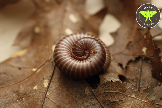 Spiropoeus fischeri