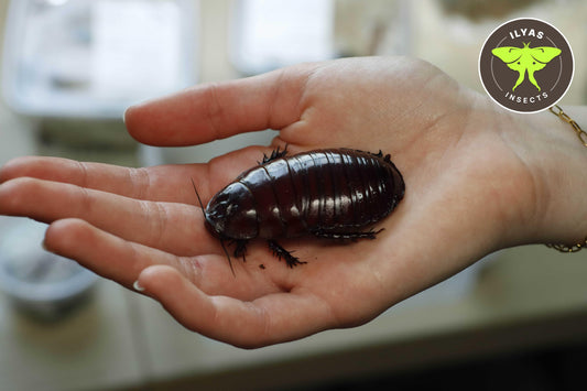 Macropanesthia rhinoceros