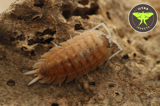 Porcellio nicklesi “Orange Blaze”