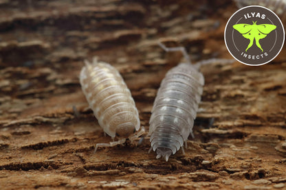 Porcellio ornatus "White Skirt"