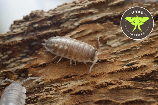 Porcellio ornatus "White Skirt"