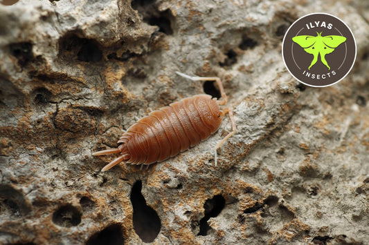 Porcellio magnificus