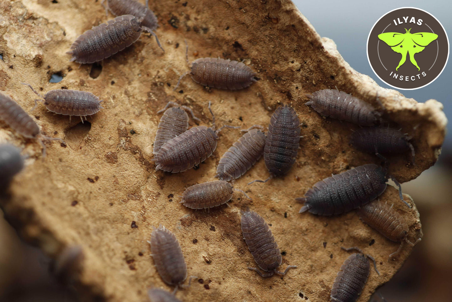 Porcellio echinatus
