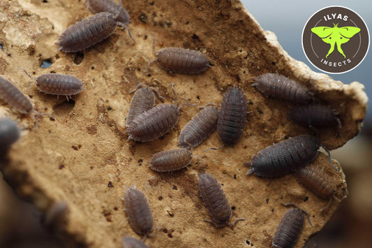Porcellio echinatus