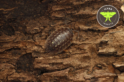 Oniscus asellus "Madeira"