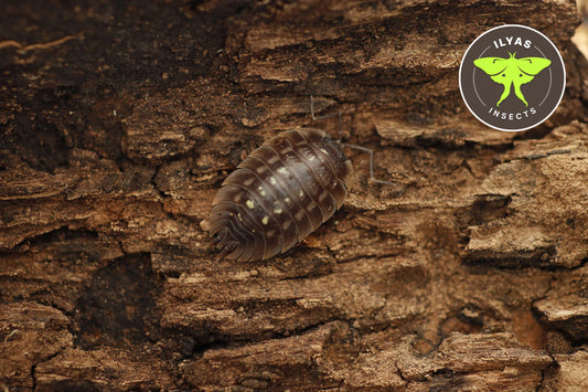 Oniscus asellus "Madeira"