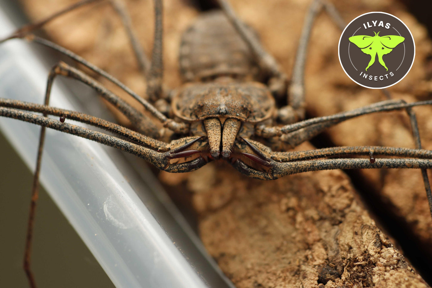 Euphrynichus bacillifer