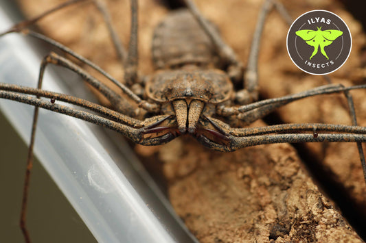 Euphrynichus bacillifer