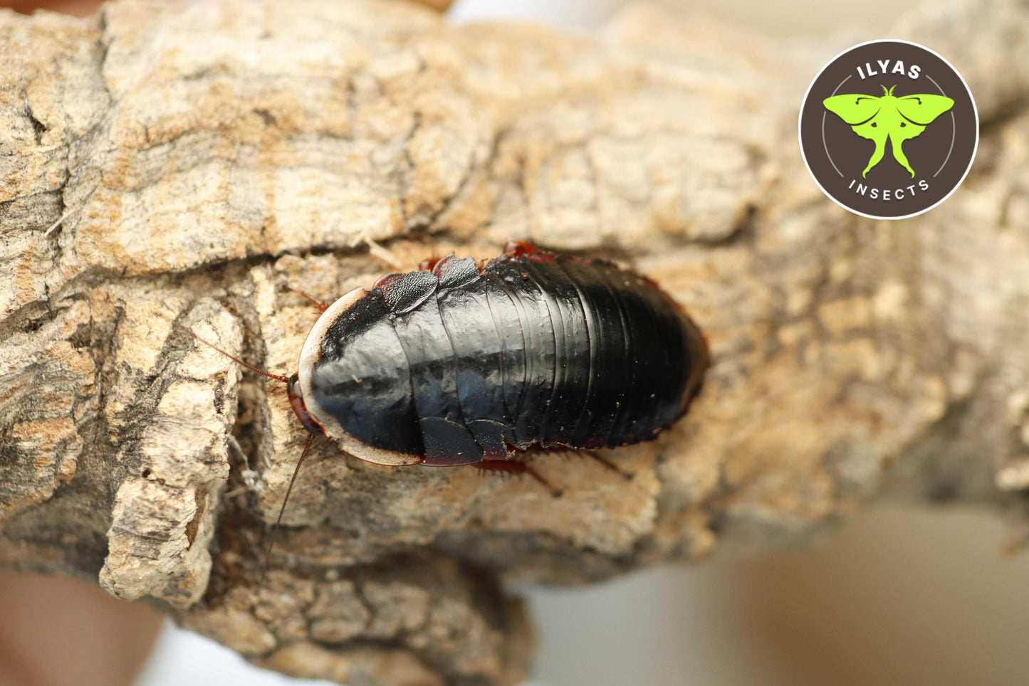 Opisthoplatia orientalis