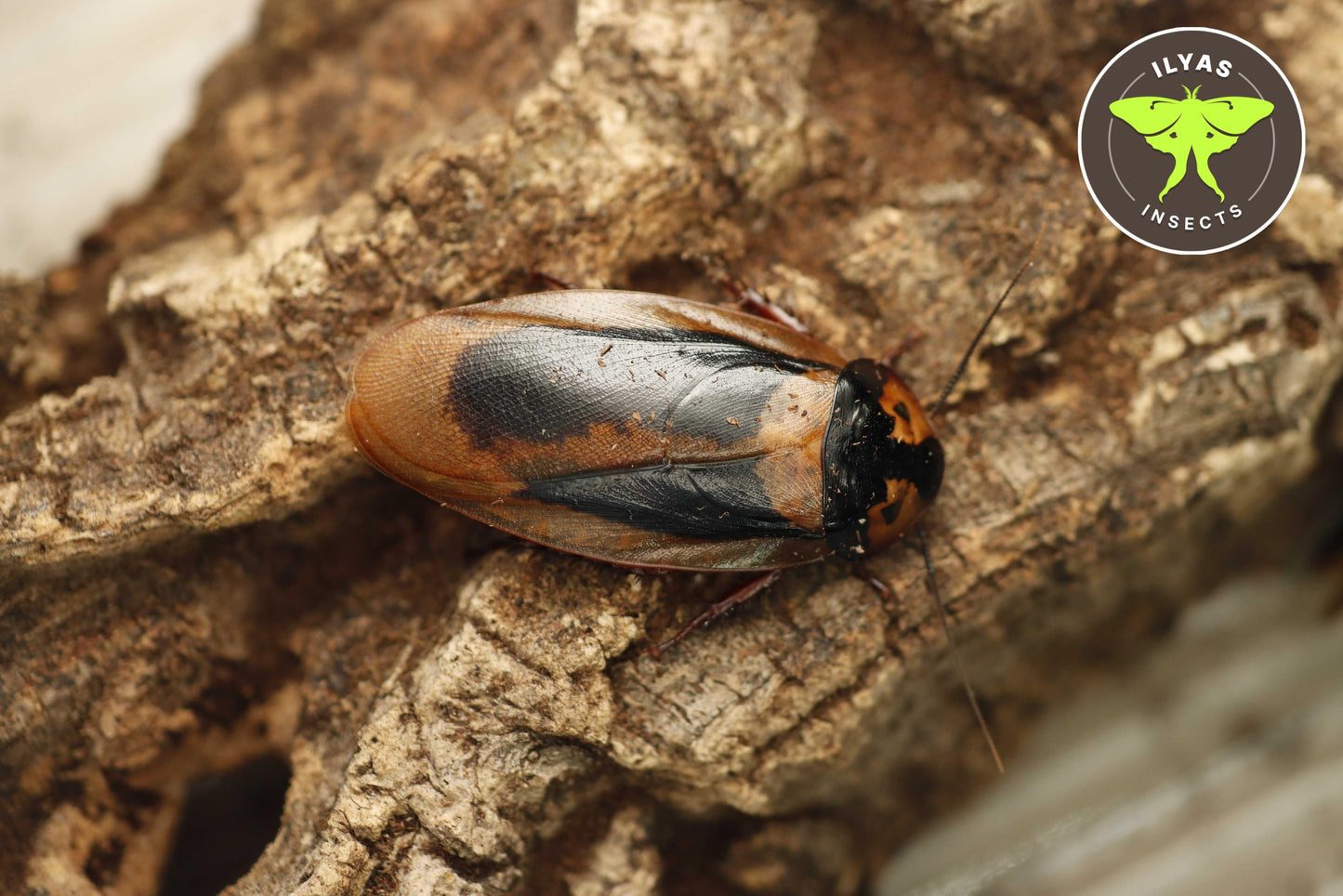 Eublaberus marajoara