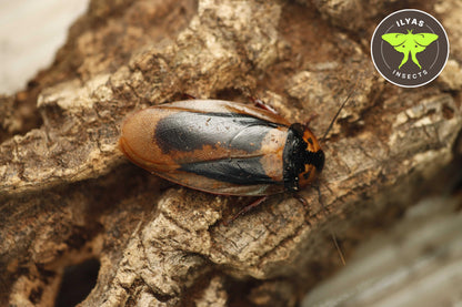Eublaberus marajoara