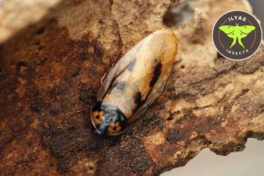 Eublaberus marajoara