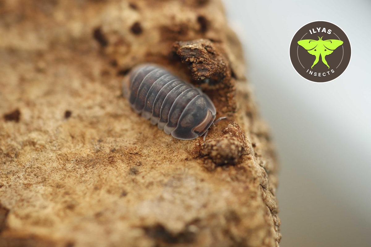 Pi Chong Insect Cubaris sp. “Pak Chong” – Ilyas Insects