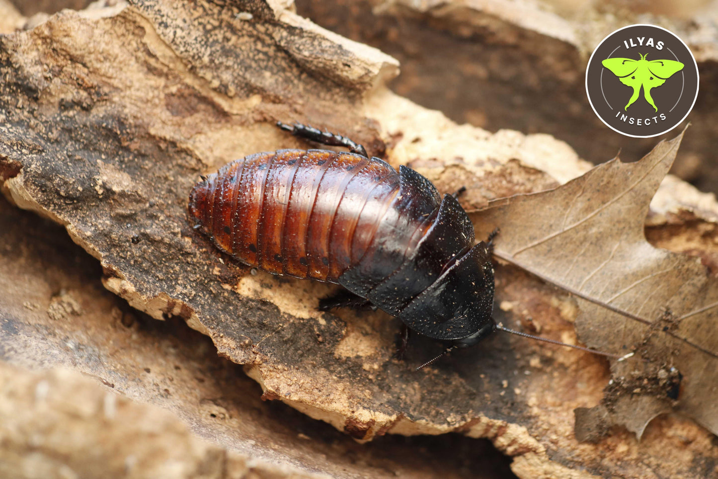 Gromphadorhina portentosa