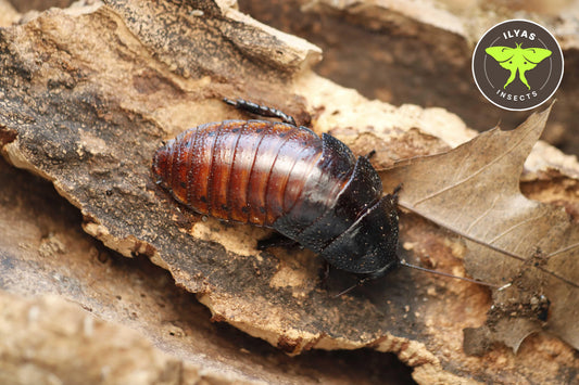 Gromphadorhina portentosa
