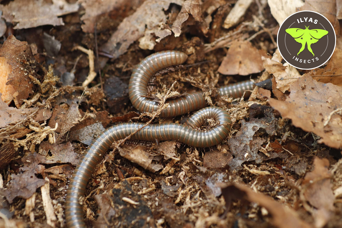 Telodeinopus aoutii