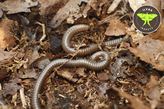 Telodeinopus aoutii
