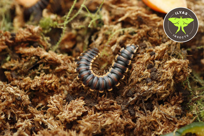 Coromus diaphorus