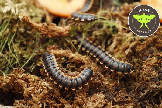 Coromus diaphorus