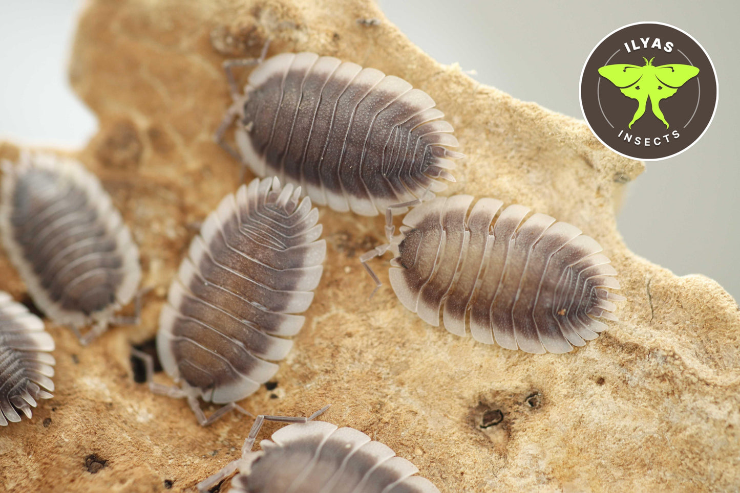 Porcellio werneri