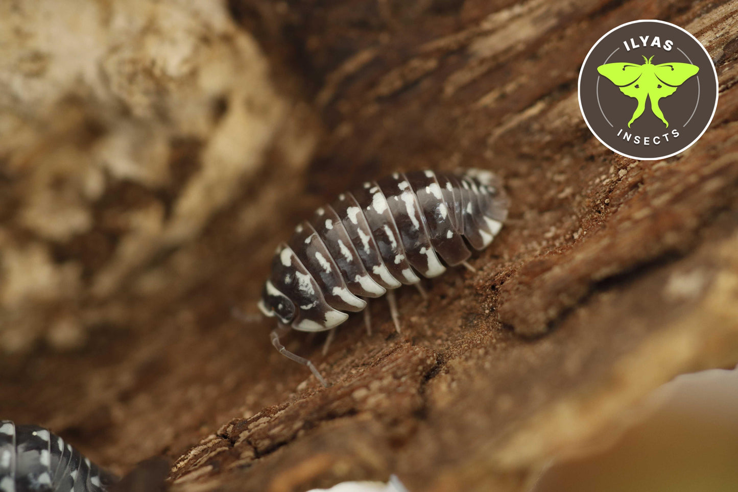 Armadillidium maculatum