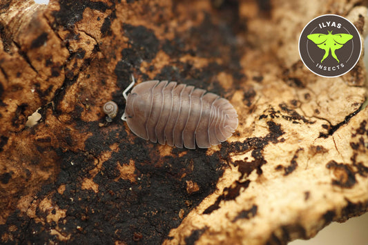 Troglodillo sp. Soil