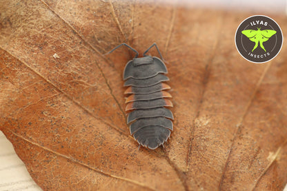 Ardentiella sp. Lava