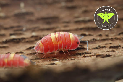 Ardentiella sp. Scarlet