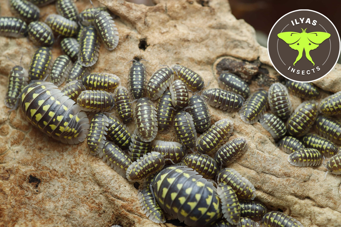Armadillidium gestroi