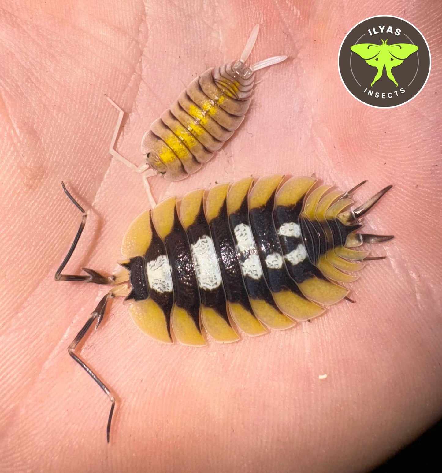 Porcellio expansus La Senia