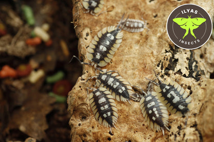 Porcellio expansus La Senia