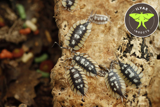 Porcellio expansus La Senia
