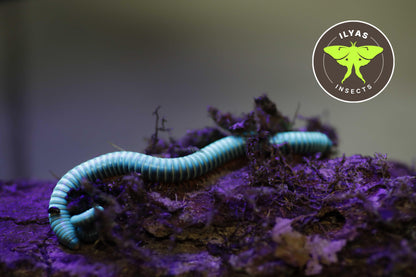 Benoitolus sp. “Khao Sok”