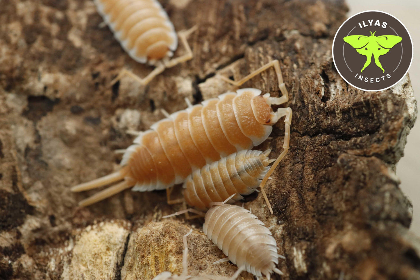 Porcellio hoffmannseggii "orange"
