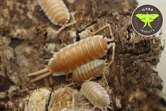 Porcellio hoffmannseggii "orange"
