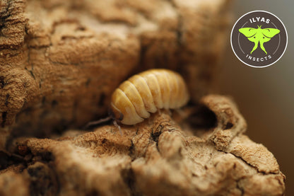 Armadillidium badium ‘High Yellow’