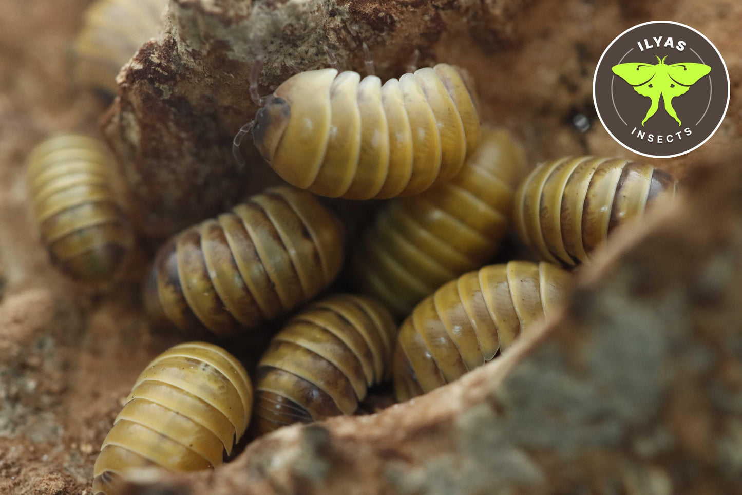 Armadillidium badium ‘High Yellow’